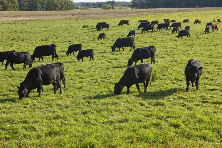 黑牛在宽阔的田野里吃草。